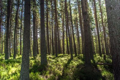 Low angle view of bamboo trees in forest