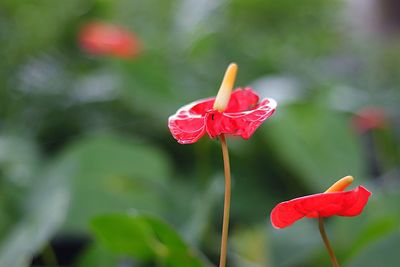 Close-up of red rose flower