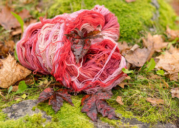 Stones overgrown with green moss, colored wool yarn skeins, handicraft concept, hand knitting