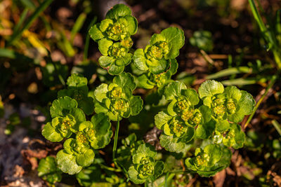 High angle view of plant growing on field