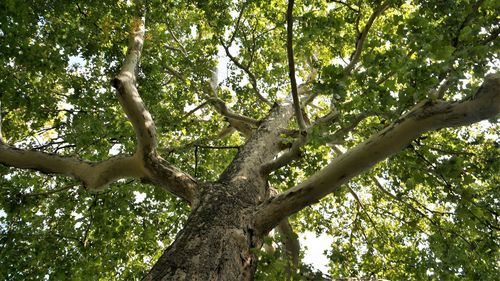 Low angle view of trees against the sky