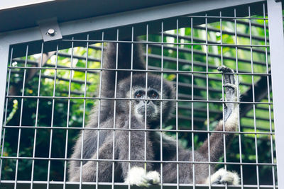 Close-up of cat in cage