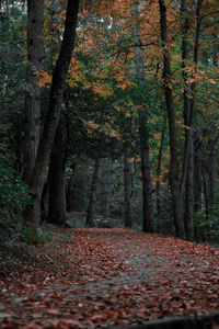 Footpath amidst trees in forest during autumn