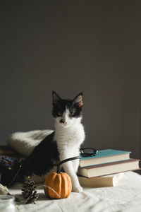 Cat sitting on bed at home