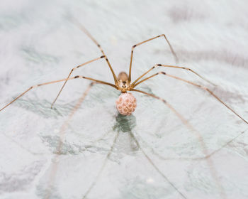 Close-up of spider