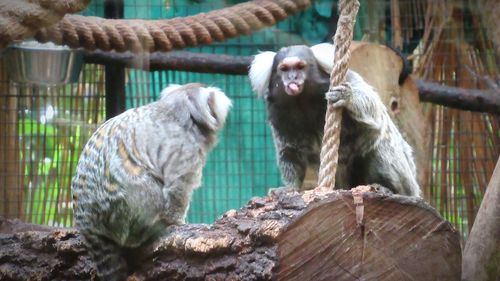 Monkey sitting on a tree