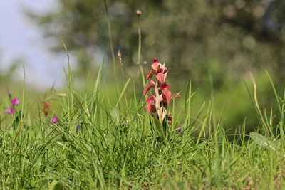 Close-up of red flowering plant on field