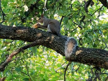 Squirrel sitting on tree