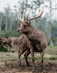 Deer standing on a field