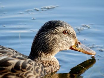 Close-up of duck in lake