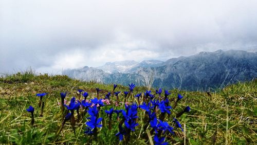 Purple flowering plants on field against sky