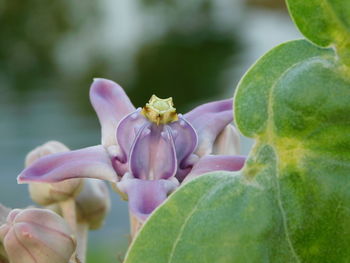 Close-up of purple flowering plant