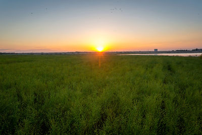 Scenic view of field against sky during sunset