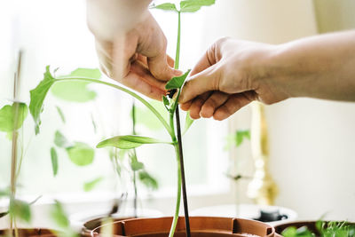 Hands tying plant