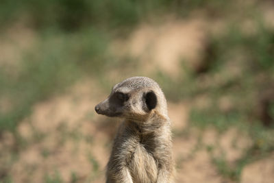 meerkat