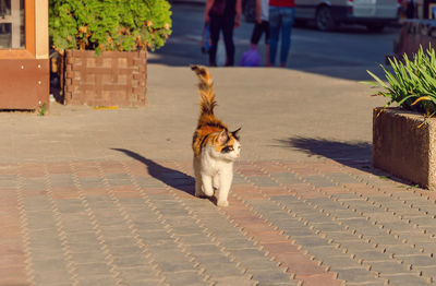 Tricolor cat walks on pavement. friendly animal. cityscape.