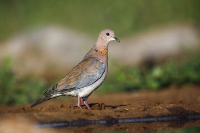 Close-up of bird perching on rock