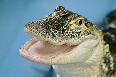 Close-up of a turtle