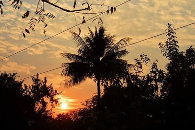 Silhouette of trees at sunset