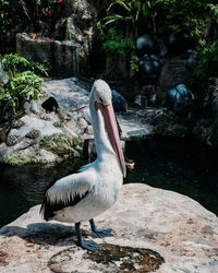 Close-up of pelican