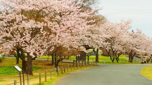 Cherry trees growing by roadside