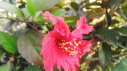 Close-up of pink hibiscus blooming outdoors