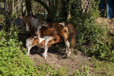 A baby pony is nursing its mother's milk