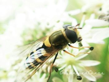 Close-up of insect on flower