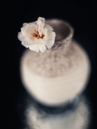 Close-up of white flower