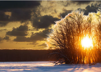 Trees on snow covered landscape during sunset