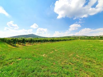 Scenic view of field against sky