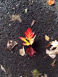 Maple leaves on ground