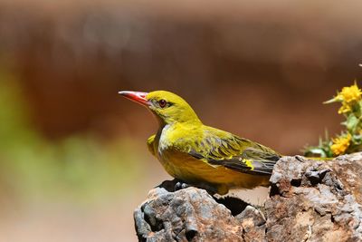 Close-up of a bird perching