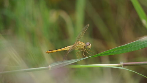 Close-up of insect on grass