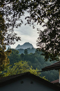 Low angle view of trees against sky