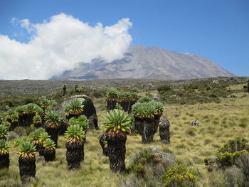 Scenic view of landscape against sky