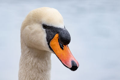 Close-up of swan