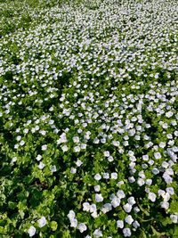 Close-up of white flowering plants on field