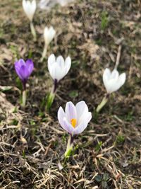 Close-up of white crocus flowers on field