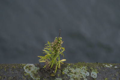 Close-up of plant on retaining wall against river