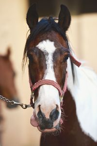 Close-up of white horse