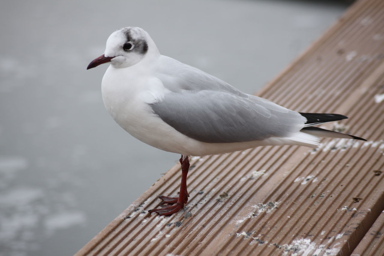 bird, animals in the wild, animal wildlife, perching, animal themes, one animal, focus on foreground, no people, day, outdoors, close-up, nature