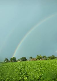 Scenic view of rainbow over trees on field against sky