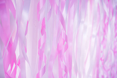 Full frame shot of pink flower