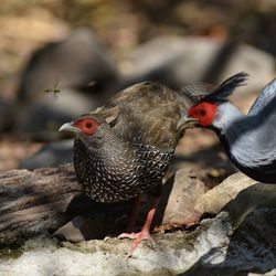 Close-up of birds perching on rock