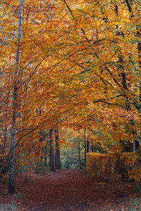 View of autumnal trees during autumn
