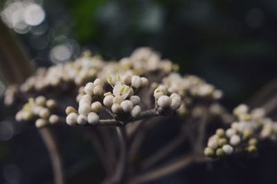 Close-up of plants against blurred background