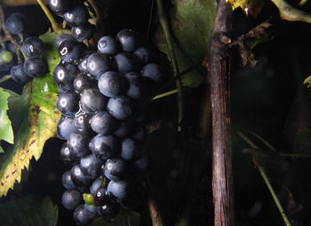 Close-up of grapes growing in vineyard