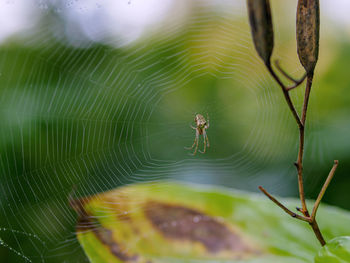 Close-up of spider on web