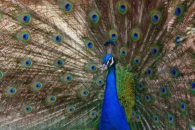 Peacock with feathers fanned out